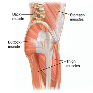 Side view of male lower body showing spine and muscles.