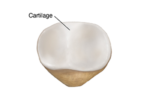 Back view of patella.