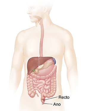 Contorno de un hombre mostrando el tracto gastrointestinal.