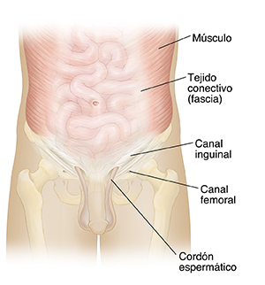 Vista frontal del cuerpo de un hombre donde pueden verse los músculos del abdomen y los intestinos en imagen fantasma.