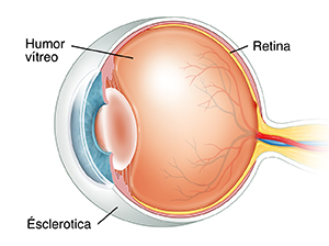 Vista de tres cuartos del corte transversal de un ojo donde puede verse el humor vítreo.